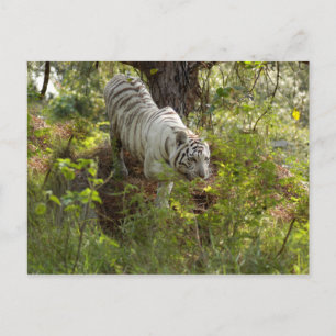Carte Postale Tigre blanc 010