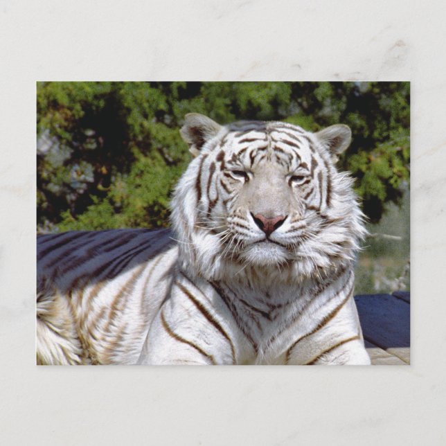 Carte postale Tigre Blanc 9 (Devant)