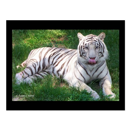 Carte Postale Tigre Blanc Avec Des Yeux Bleus Lechant Le Nez Zazzle Fr