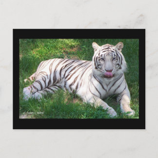 Carte Postale Tigre blanc avec yeux bleus Lick Nique