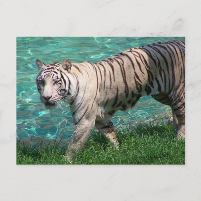 Carte Postale Tigre blanc contre eau bleue photo de marche (Devant)