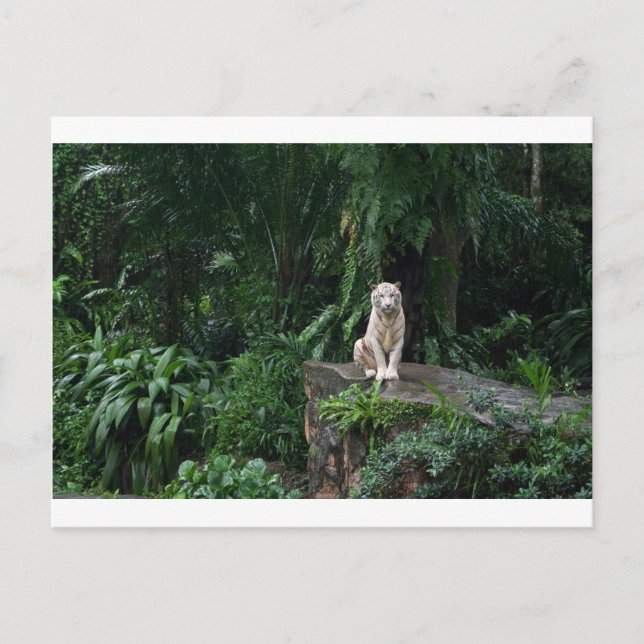 Carte Postale Tigre blanc dans la jungle (Devant)