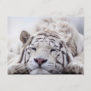 Carte Postale Tigre blanc mignon endormi 