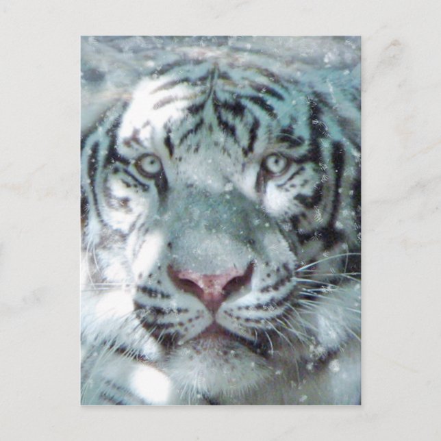 Carte Postale Tigre blanc neige (Devant)