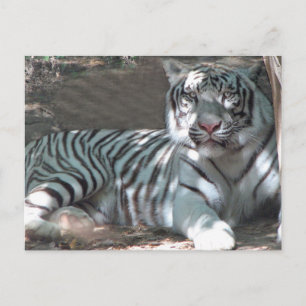 Carte Postale Tigre Blanc se reposant sous un arbre