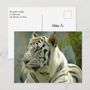 Carte Postale Tigre blanc vers le haut