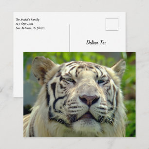 Carte Postale Tigre blanc vers le haut #2