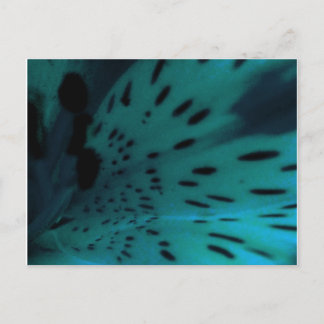 Carte Postale Tigre bleu