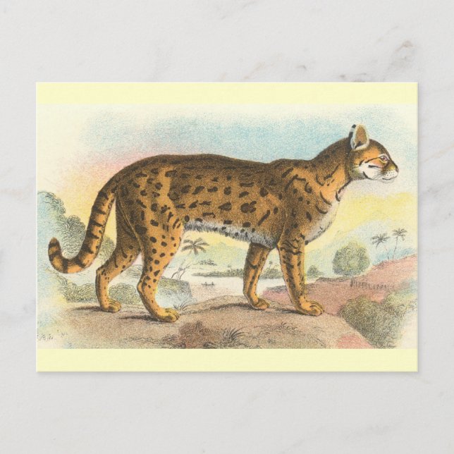 Carte Postale Tigre-Chat (Devant)