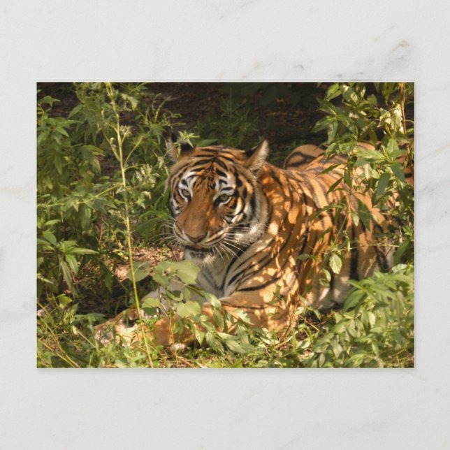 Carte Postale Tigre-Chine-Poupée-b-18 (Devant)