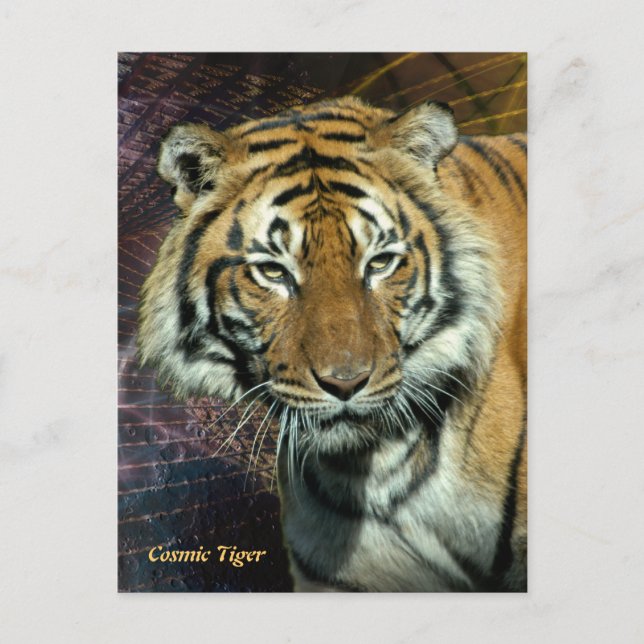 Carte postale : Tigre cosmique (Portrait) (Devant)
