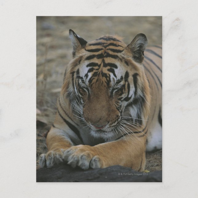 Carte Postale Tigre couchant (Devant)