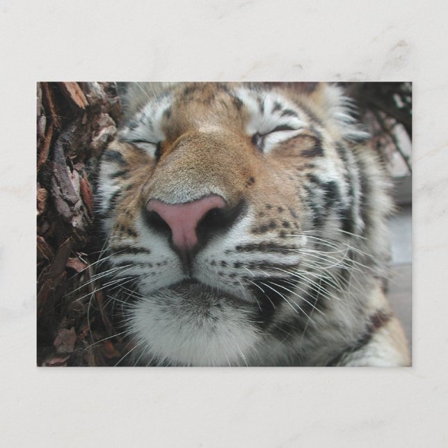 Carte Postale Tigre couchant (Devant)