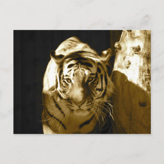 Carte Postale Tigre d'Amur à Sepia