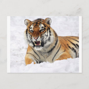 Carte Postale Tigre Dans La Neige