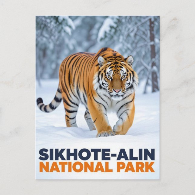 Carte Postale Tigre dans le parc national de Sikhote Alin Russie (Devant)