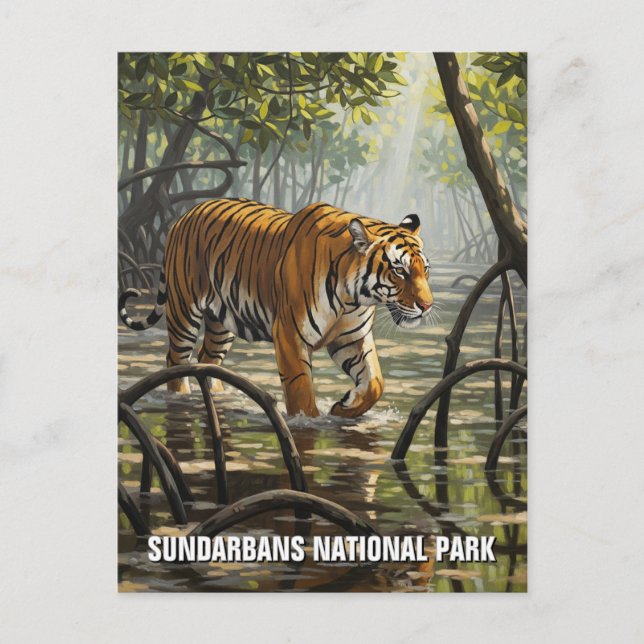 Carte Postale Tigre dans le Parc national des Sundarbans Inde (Devant)