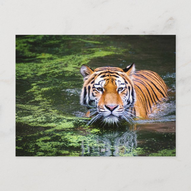 Carte Postale Tigre dans l'eau (Devant)