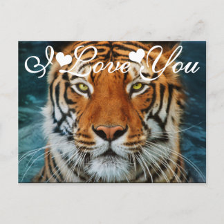 Carte Postale Tigre dans l'eau Photo Je t'aime
