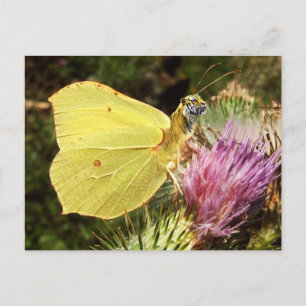 Carte postale tigre de Brimstone