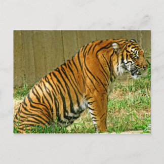 Carte Postale Tigre de fer