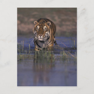 Carte Postale Tigre de l'ASIE, Inde marchant par l'eau