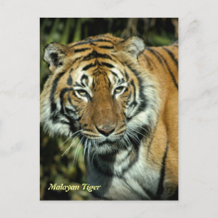 Carte postale : Tigre de Malaisie (Portrait)
