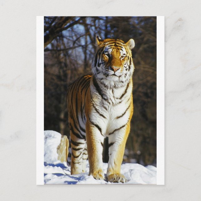 Carte Postale Tigre de Sibérie (Devant)