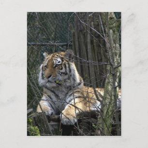 Carte Postale Tigre de Sibérie