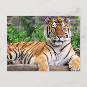 Carte Postale Tigre de Sibérie