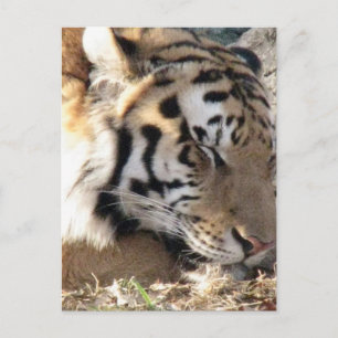 Carte Postale Tigre de Sibérie