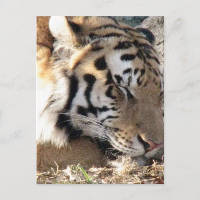 Carte Postale Tigre de Sibérie (Devant)
