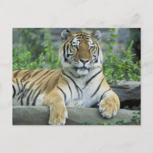 Carte Postale Tigre de Sibérie