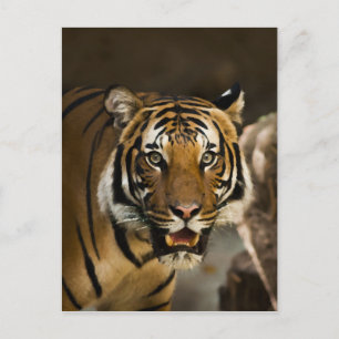 Carte Postale Tigre de Sibérie