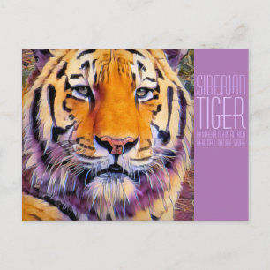 Carte Postale Tigre de Sibérie [Carte postale]