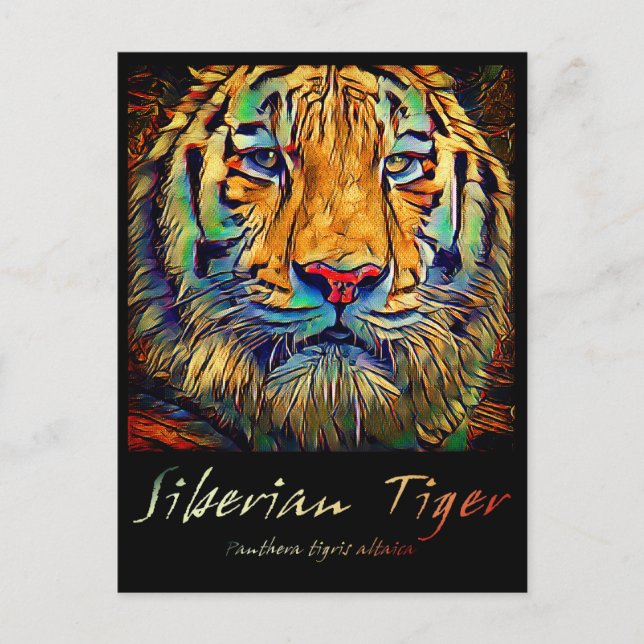 Carte Postale Tigre de Sibérie [Carte postale] (Devant)
