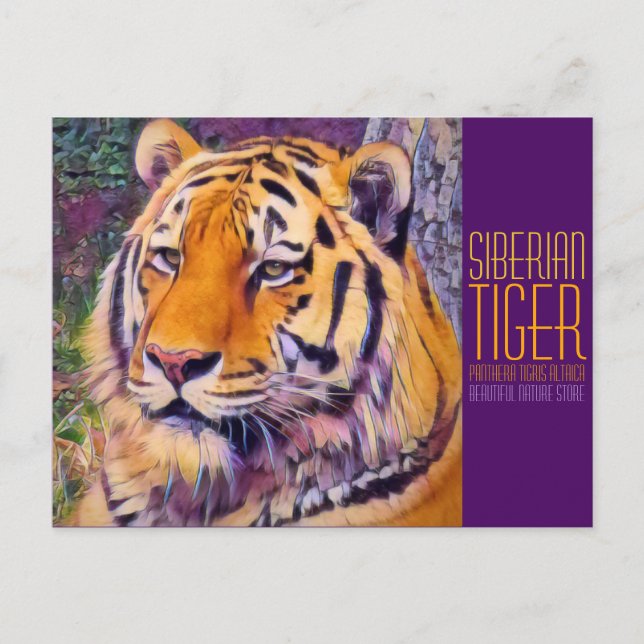Carte Postale Tigre de Sibérie [Carte postale] (Devant)