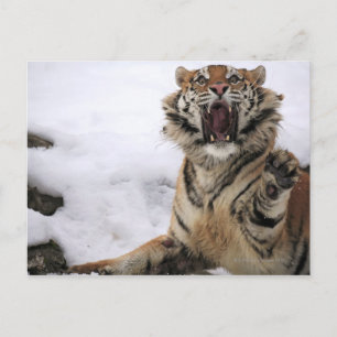 Carte Postale Tigre de Sibérie (Panthera tigris altaica)
