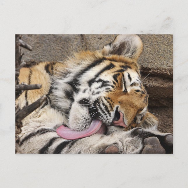 Carte Postale Tigre de Sibérie Panthera tigris altaica lécher (Devant)