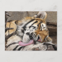 Tigre de Sibérie Panthera tigris altaica lécher