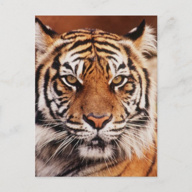 Carte Postale Tigre de Sumatra (Devant)