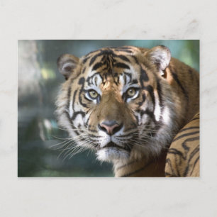Carte Postale Tigre de Sumatra mâle (Panthera tigris sumatrae)