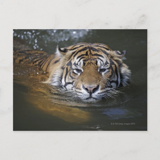 Carte Postale Tigre de Sumatra, Panthera tigris sumatrae (Devant)