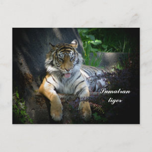 Carte Postale Tigre de Sumatran