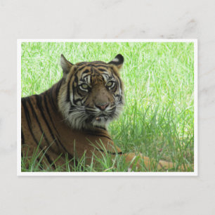 Carte Postale tigre de sumatran