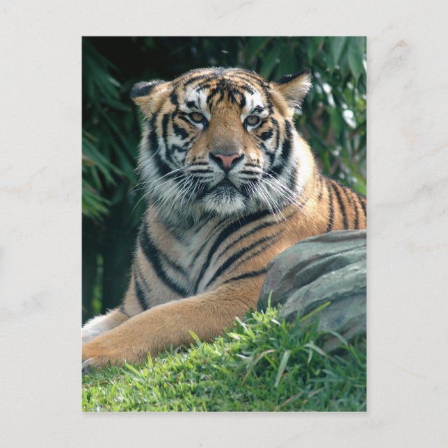 Carte Postale tigre de sumatran (Devant)