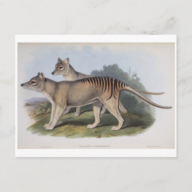 Carte postale Tigre de Tasmanie (Devant)