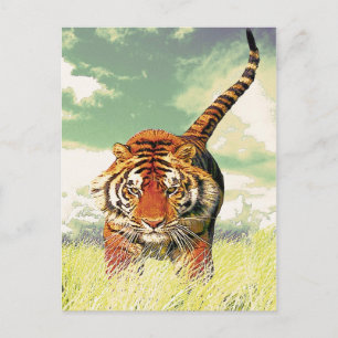 Carte Postale Tigre de tigre !