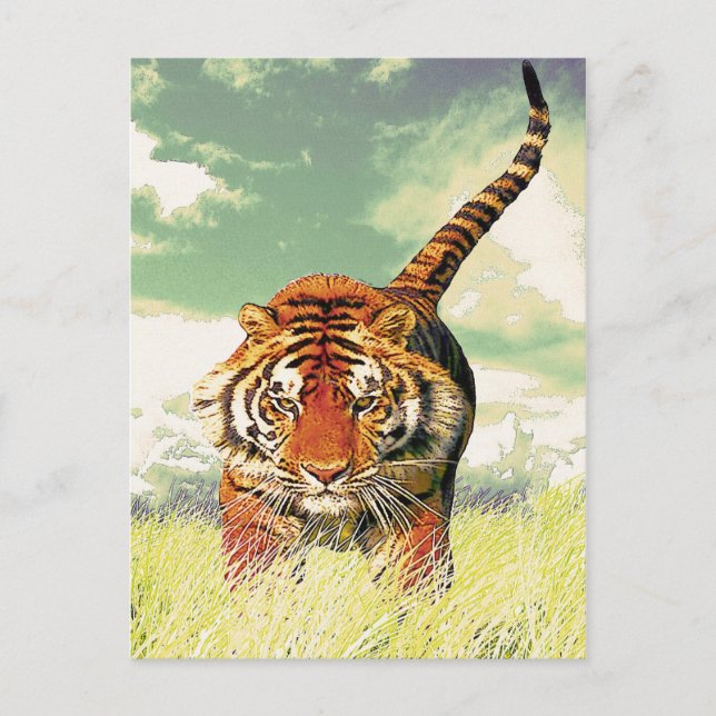 Carte Postale Tigre de tigre ! (Devant)