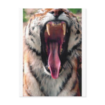 Tigre de Yawning 2